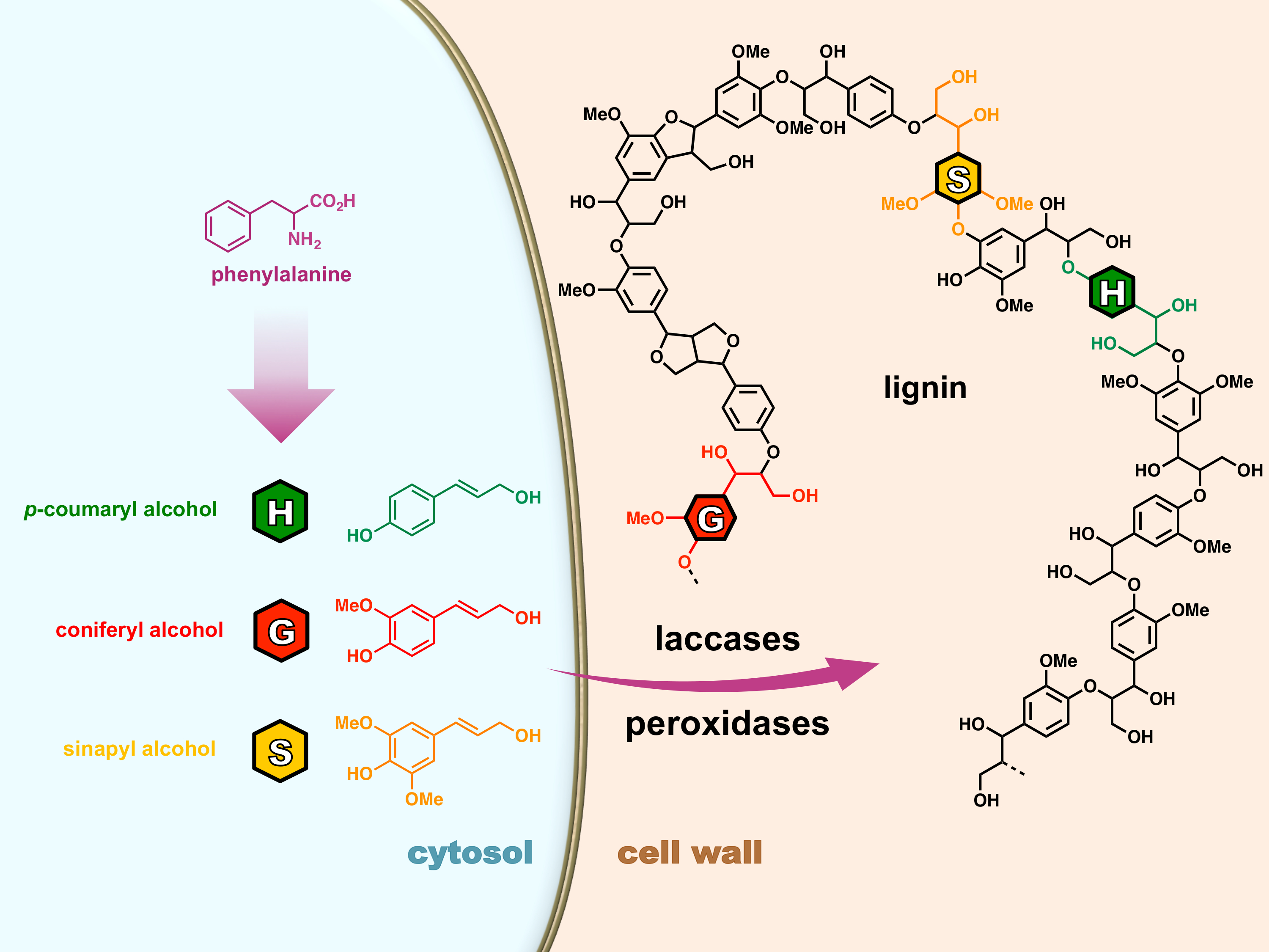 Visualizing Lignification Dynamics In Plants With Click Chemistry