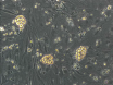 ES Cell-derived Neuroepithelial Cell Cultures thumbnail