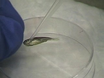 Transplantation of Whole Kidney Marrow in Adult Zebrafish thumbnail