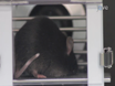 Habituation and Prepulse Inhibition of Acoustic Startle in Rodents thumbnail