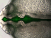 An Assay for Permeability of the Zebrafish Embryonic Neuroepithelium thumbnail