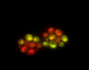 A Rapid Technique for the Visualization of Live Immobilized Yeast Cells thumbnail